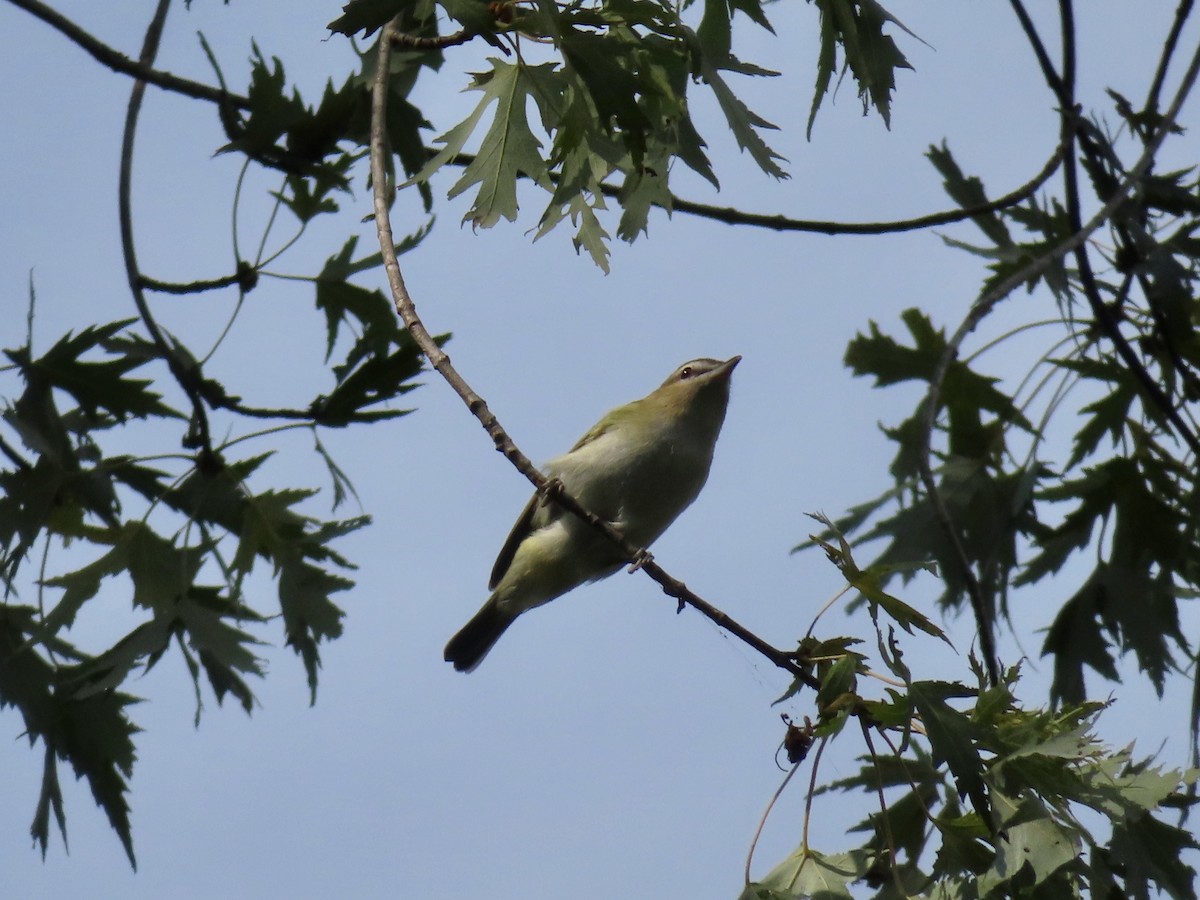 Philadelphia Vireo - ML264902471