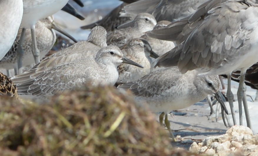 Red Knot - ML264903141