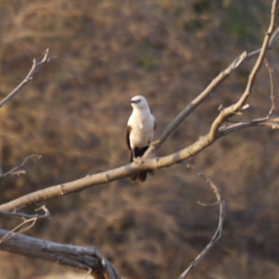 Southern Pied-Babbler - ML264903771