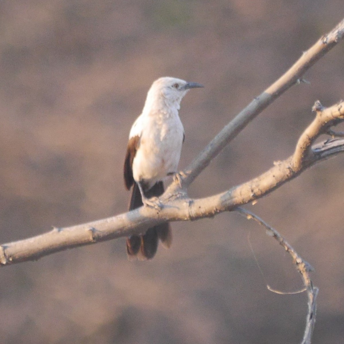 Southern Pied-Babbler - ML264904451