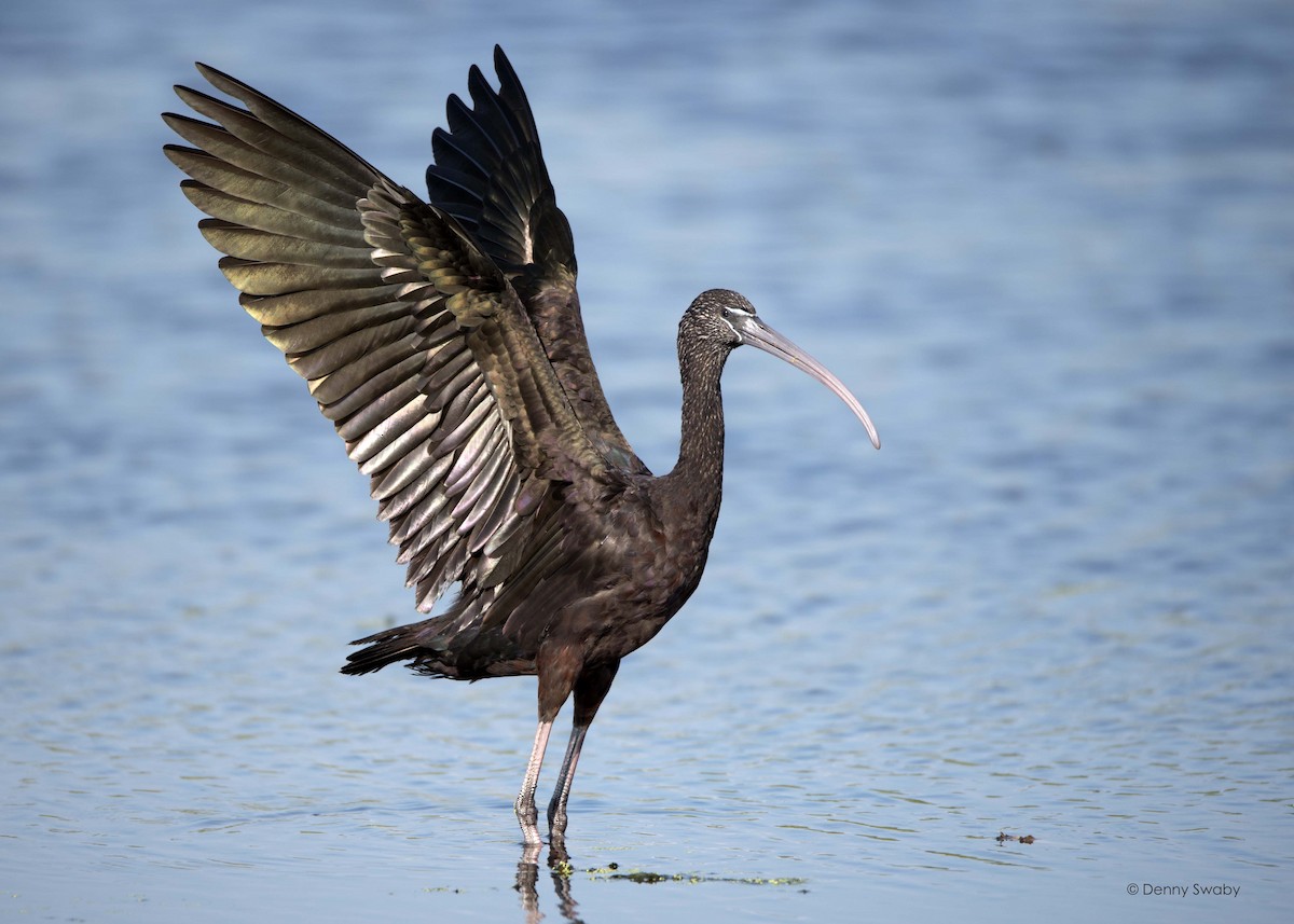 Glossy Ibis - ML26490461