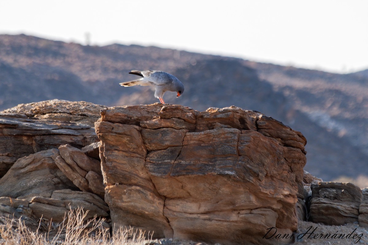 Pale Chanting-Goshawk - Dani Hernández