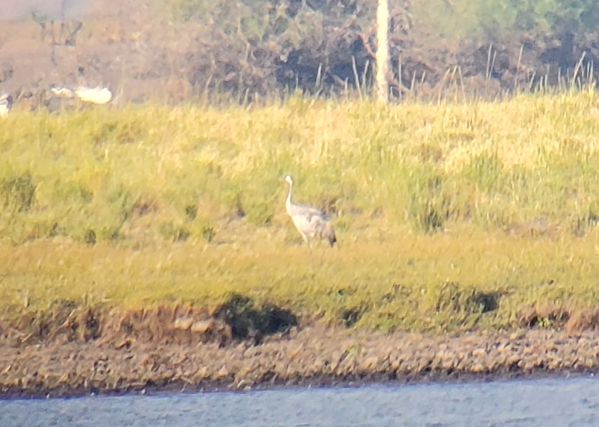 Common Crane - James (Jim) Holmes