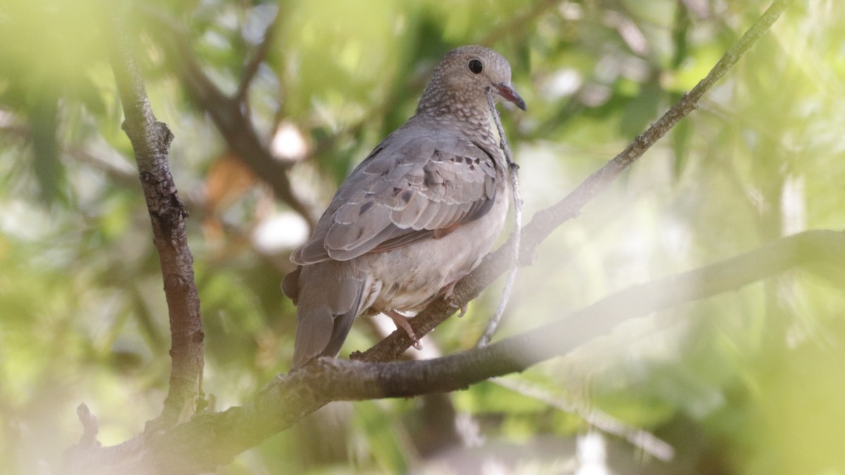 Common Ground Dove - ML264909801