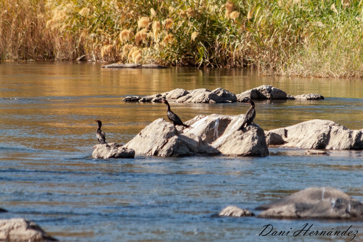 Cormoran africain - ML264911691