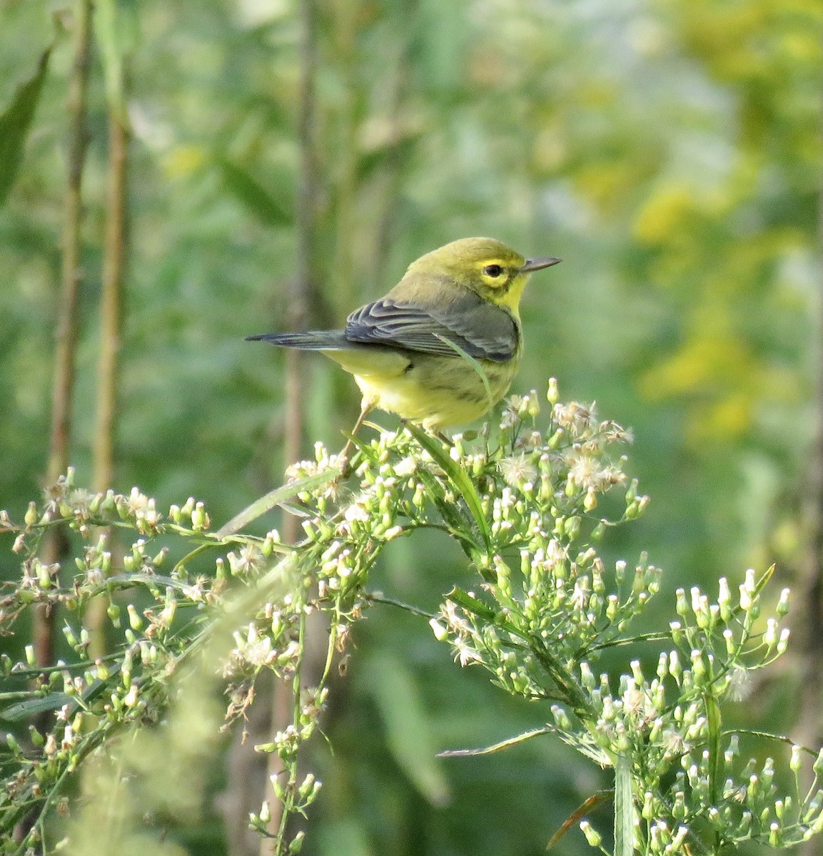 Prairie Warbler - Heydi Lopes