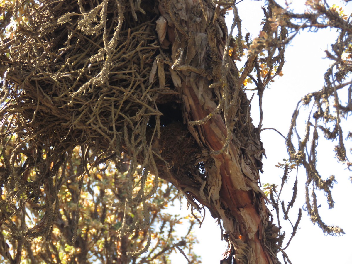 Black Metaltail - ML264911891