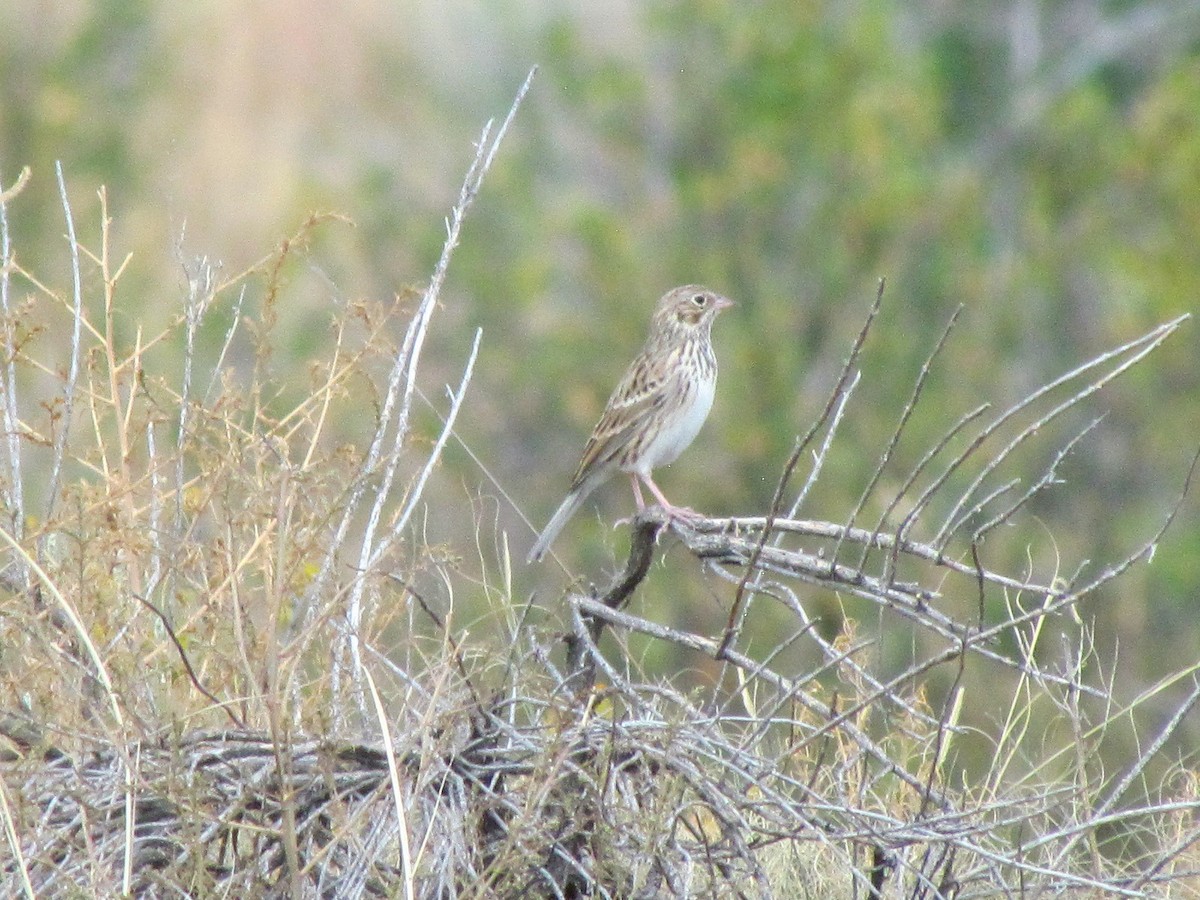 Vesper Sparrow - ML264912491