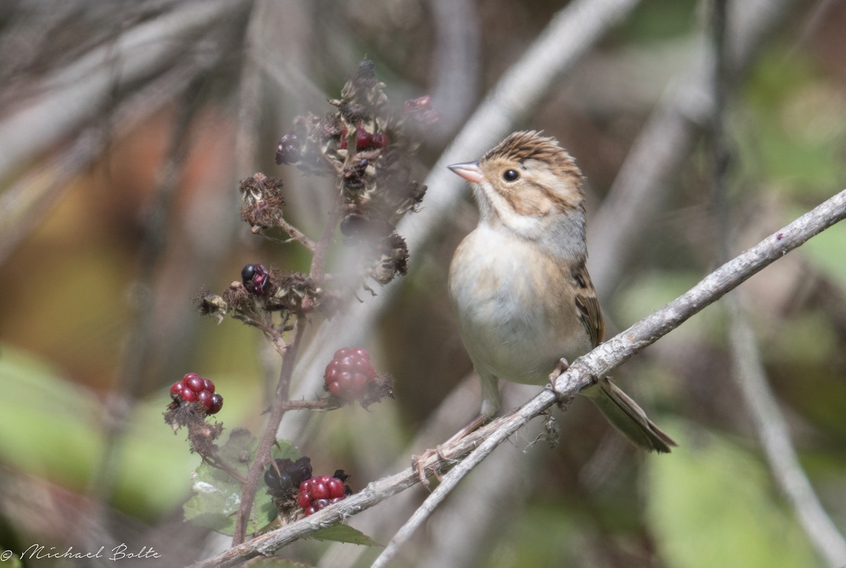 Clay-colored Sparrow - ML264912901