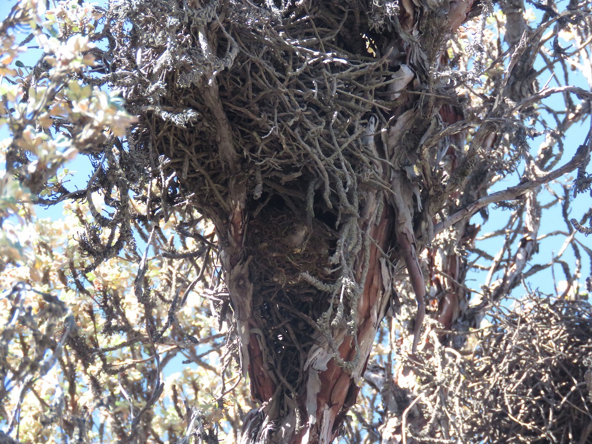 Black Metaltail - ML264913141