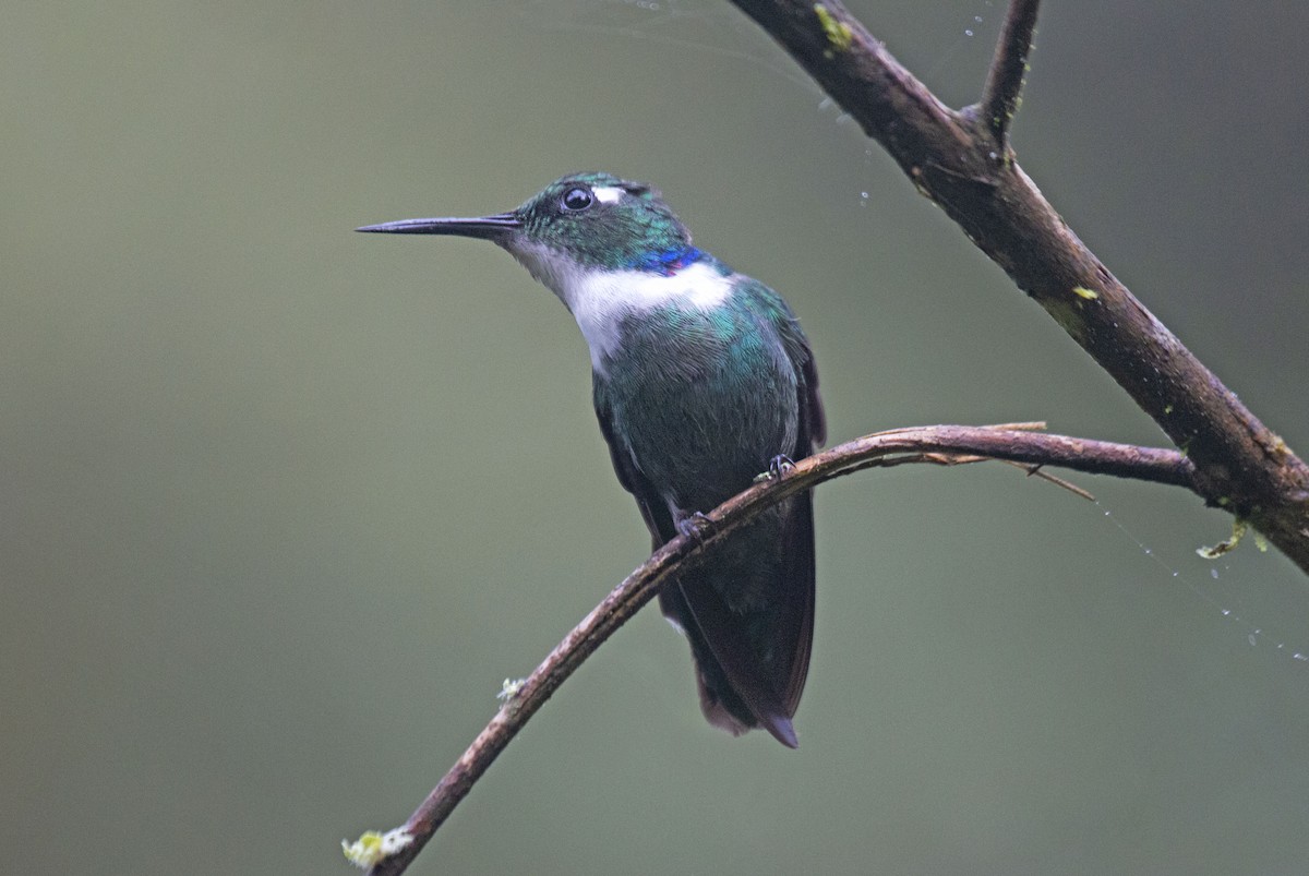 White-throated Daggerbill - ML264913821