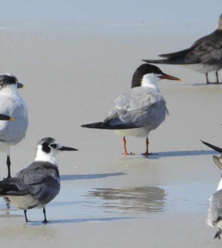 Common Tern - Kathleen Balbona