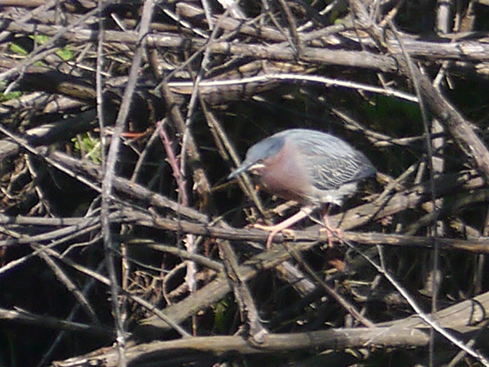 Green Heron - ML26491471