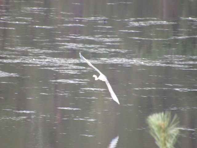 Great Blue Heron - ML264916591