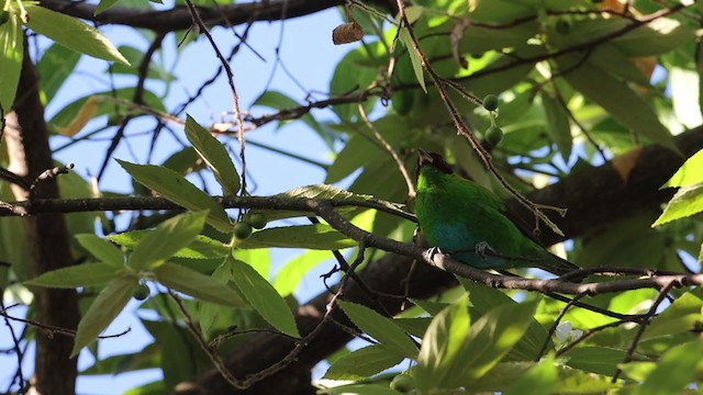 Rufous-winged Tanager - ML264919361