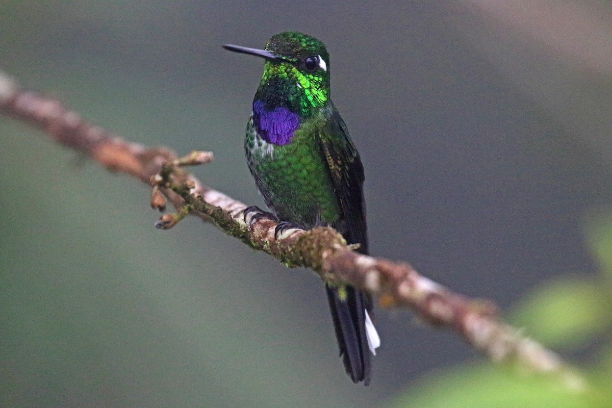 Purple-bibbed Whitetip - Jose Illanes