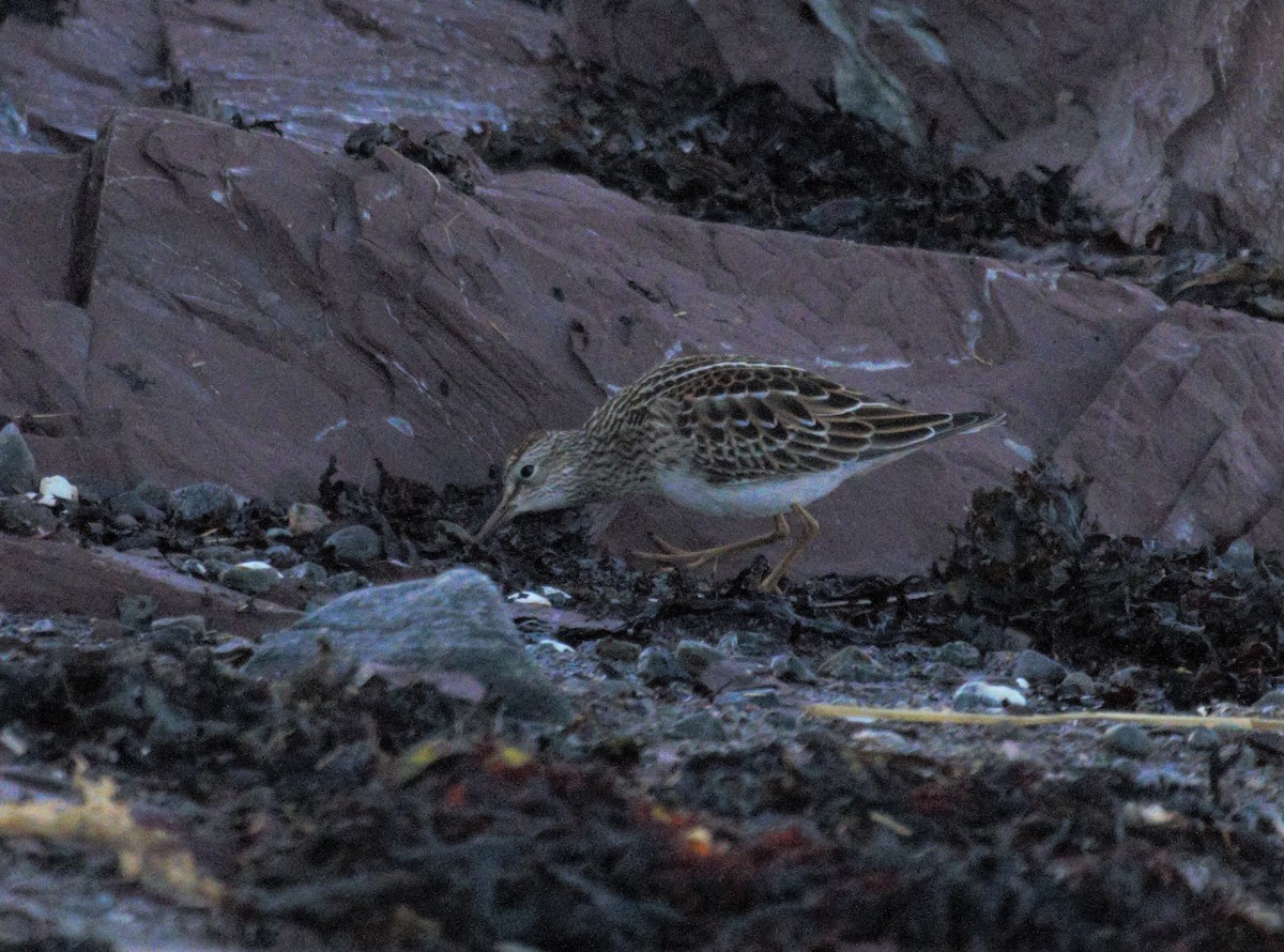 Pectoral Sandpiper - ML264920681