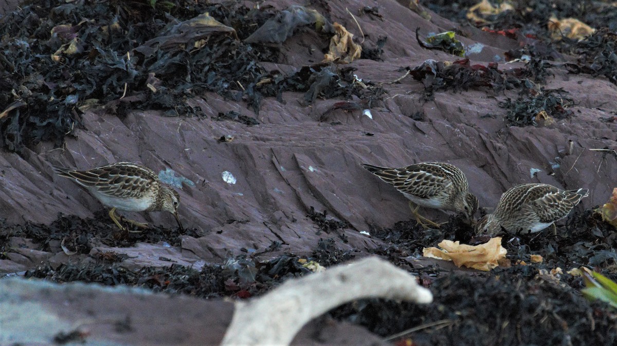 Pectoral Sandpiper - ML264920991