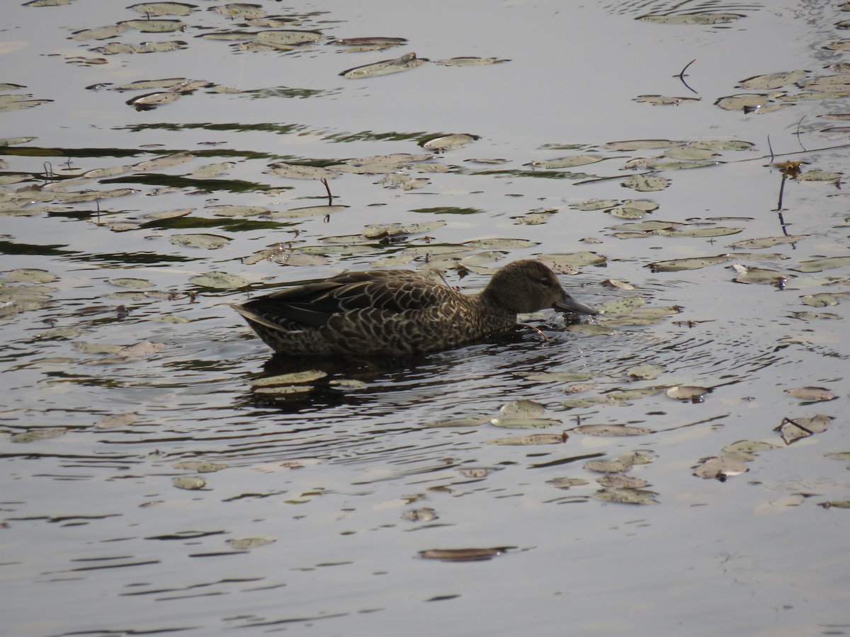 Blue-winged Teal - ML264921451