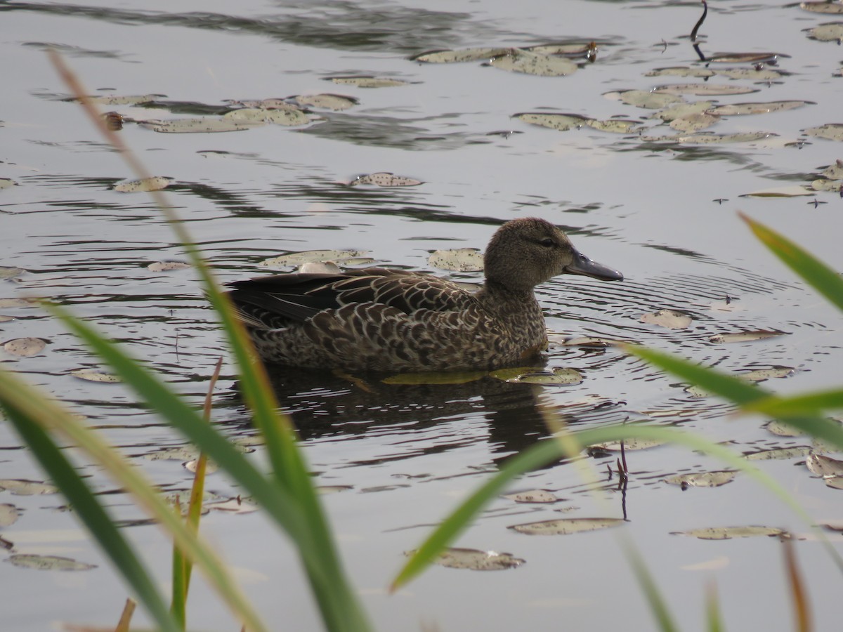 Blue-winged Teal - ML264921471