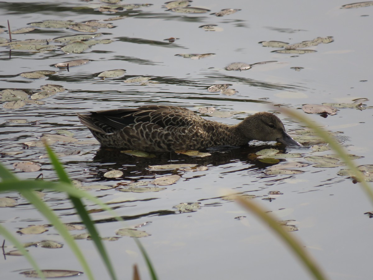 Blue-winged Teal - ML264921491