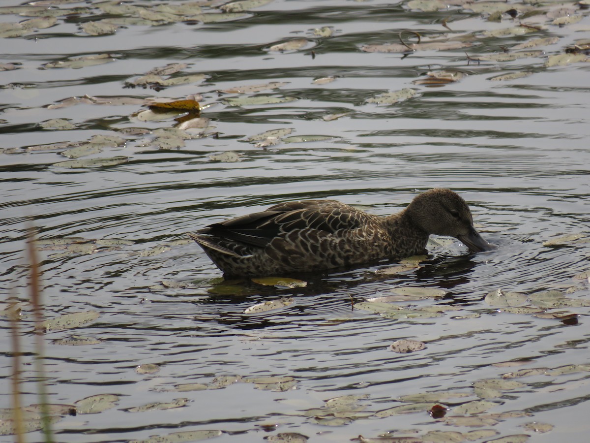 Blue-winged Teal - ML264921511