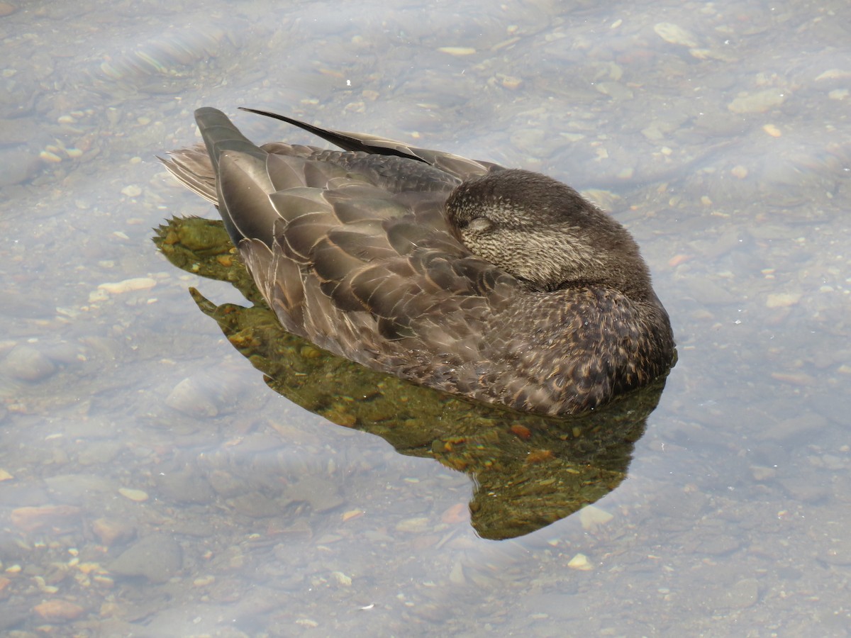 American Black Duck - ML264921671