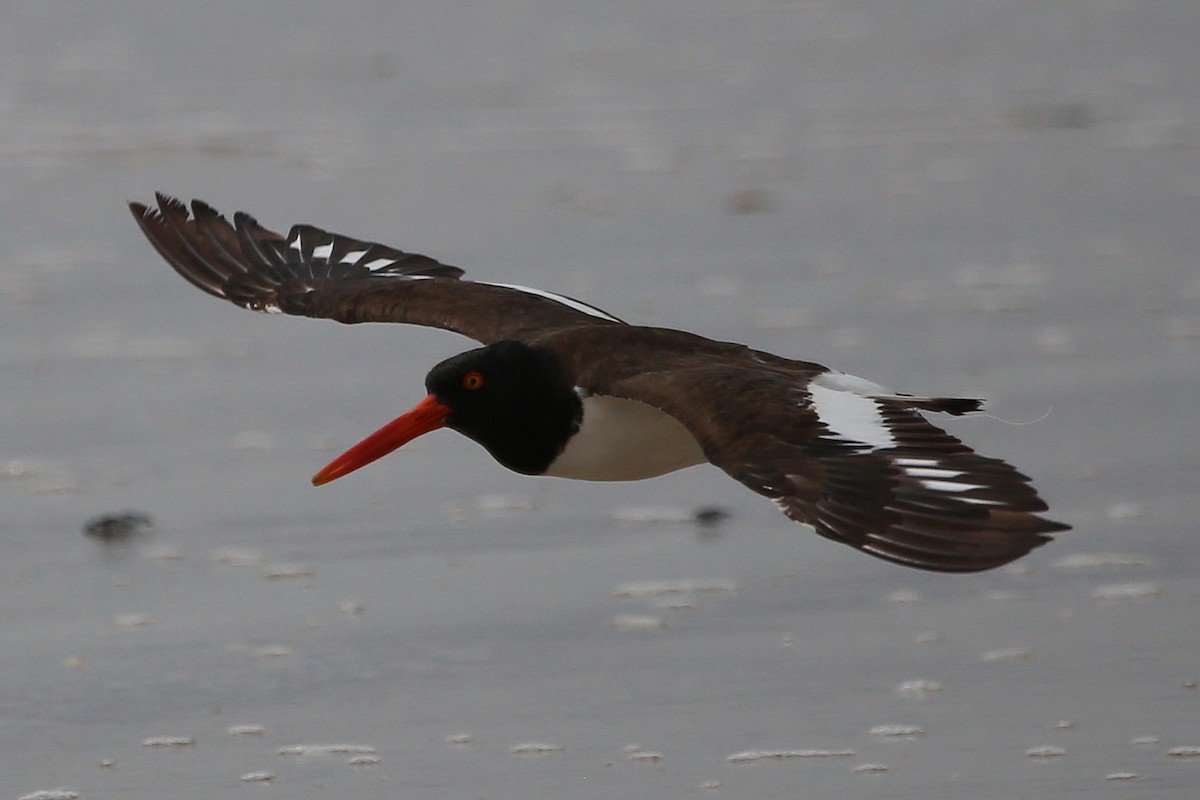 American Oystercatcher - ML264928011