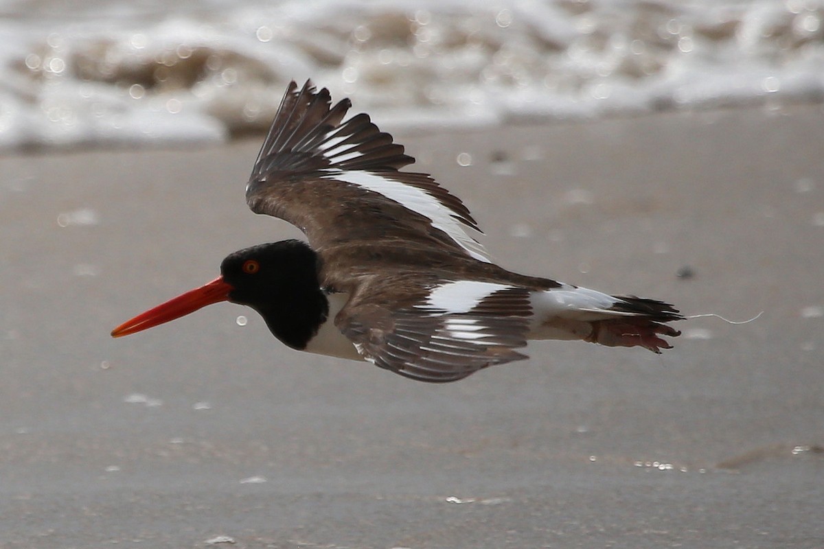 American Oystercatcher - ML264928021