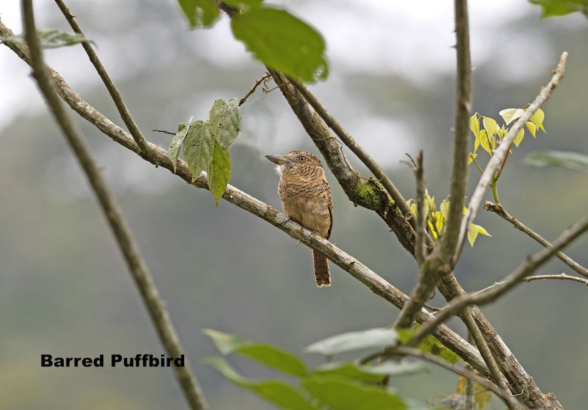 Barred Puffbird - ML264929561