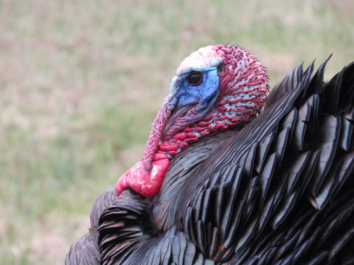 Wild Turkey - ML26492961