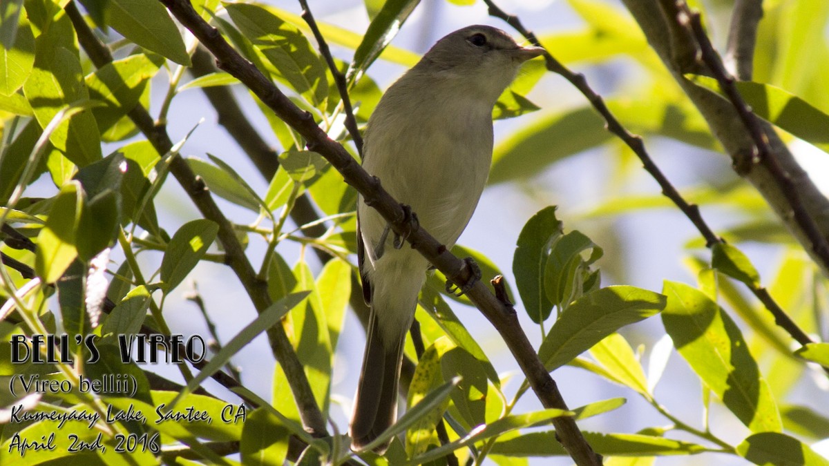 Bell's Vireo - Peter Nguyen