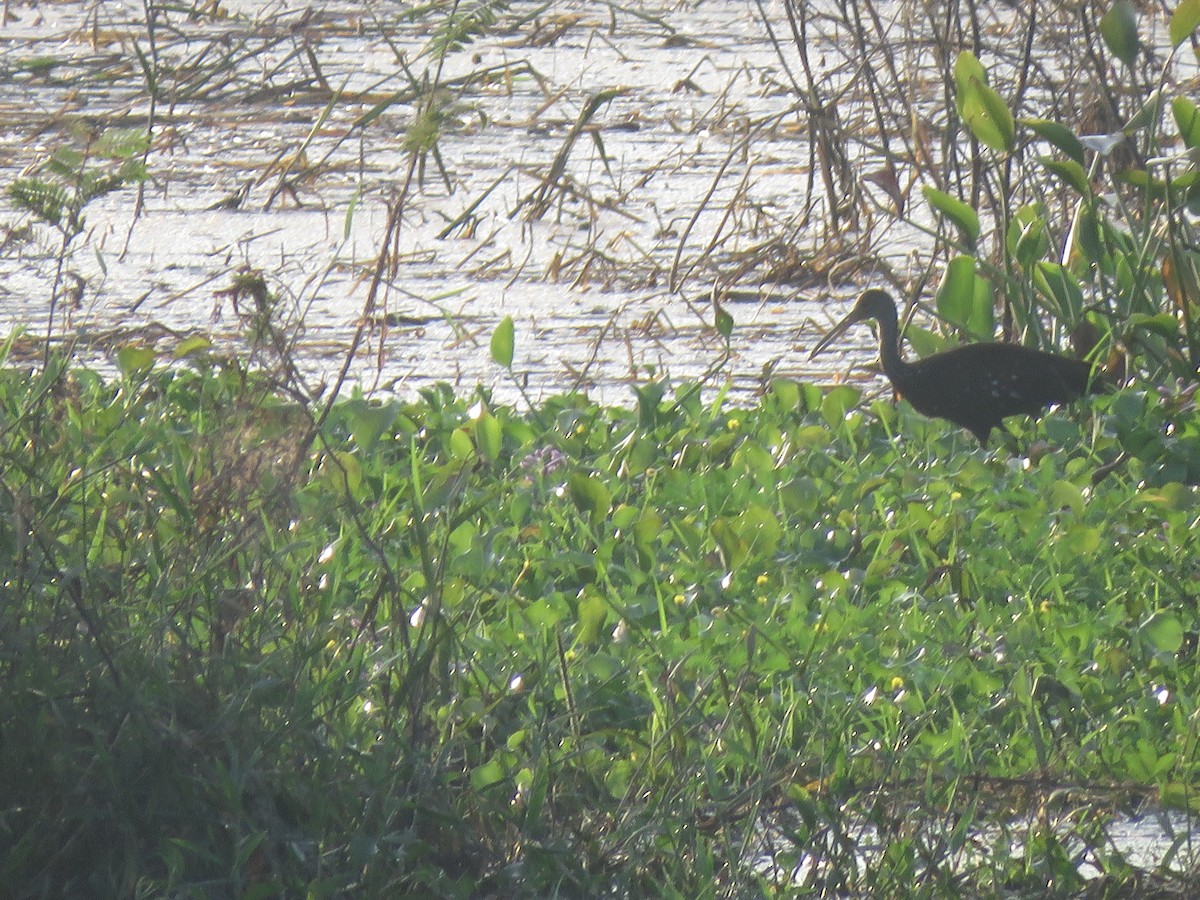 Limpkin - ML264932141