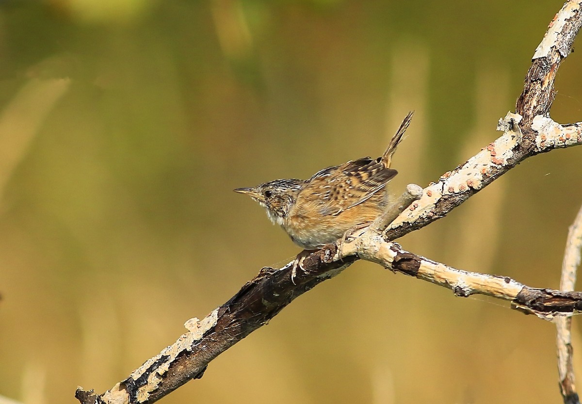 Sedge Wren - Phillip Odum