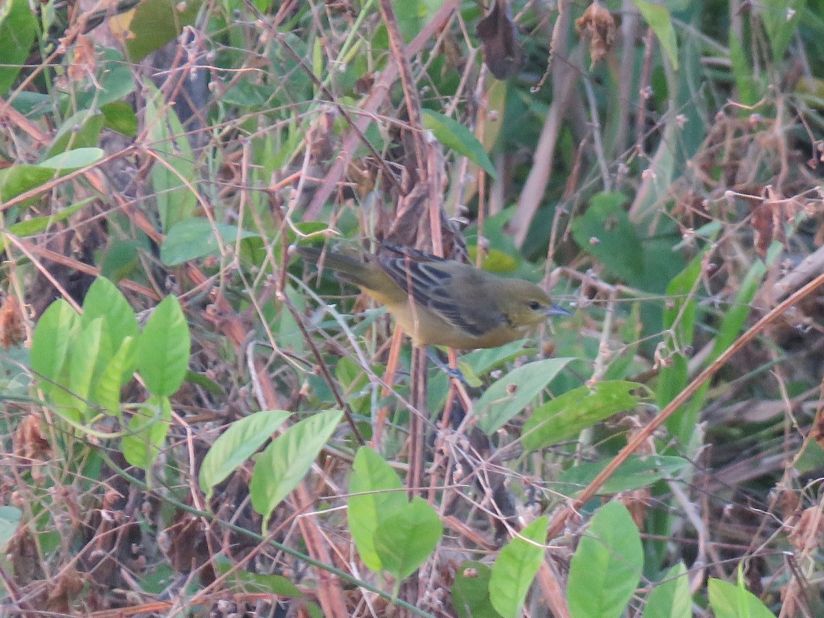 Orchard Oriole - ML264932761