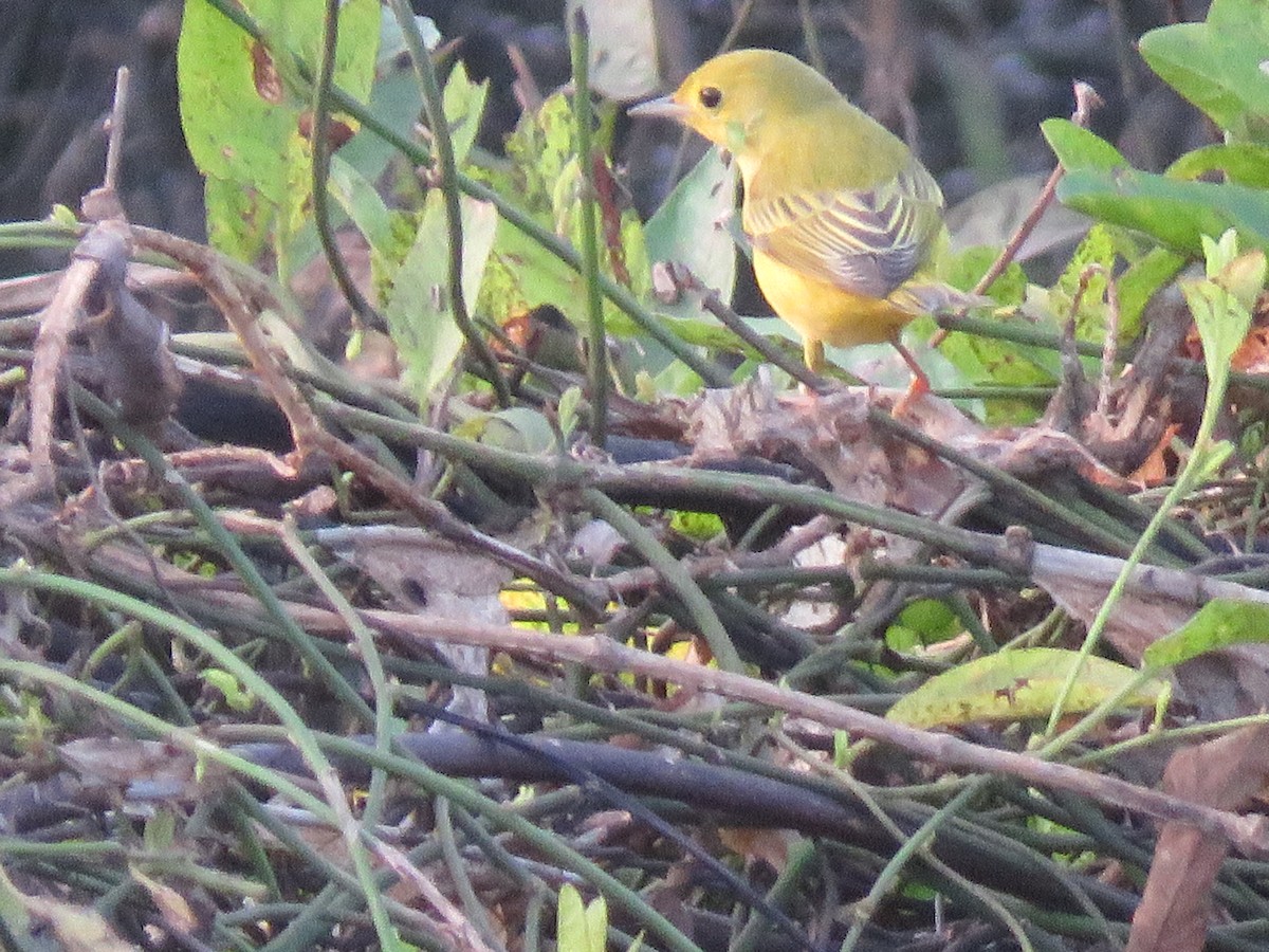 Yellow Warbler - ML264932811