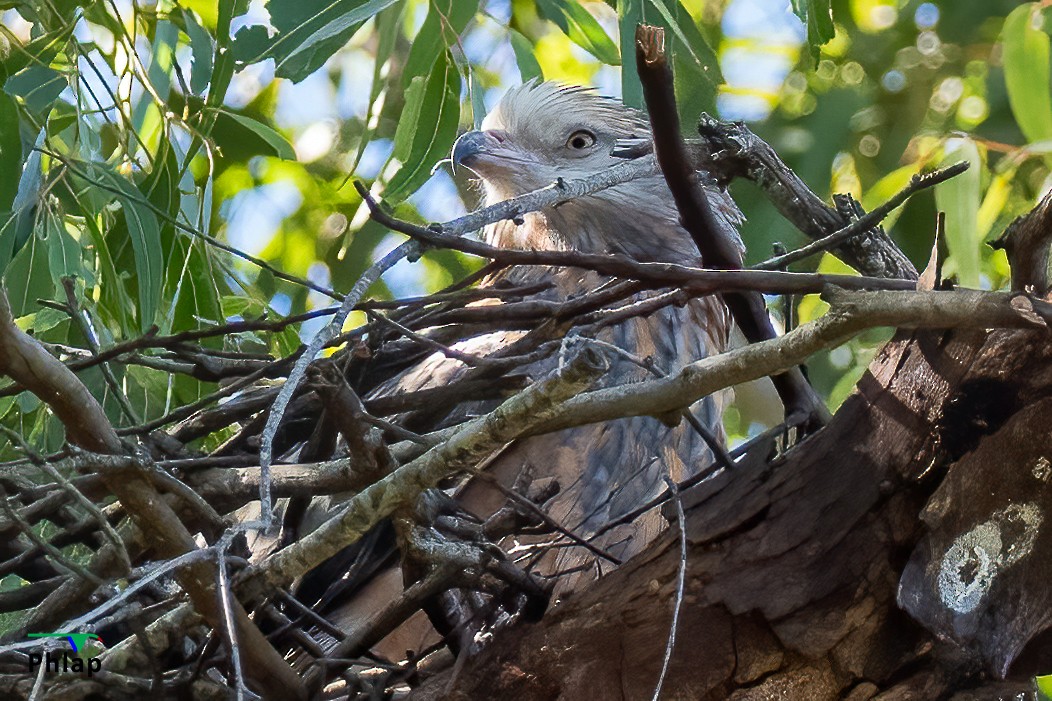 Square-tailed Kite - ML264933821