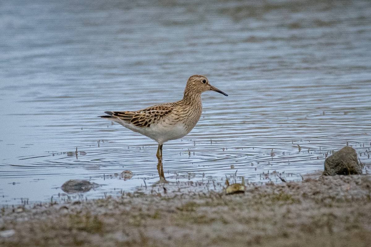 Pectoral Sandpiper - ML264934171