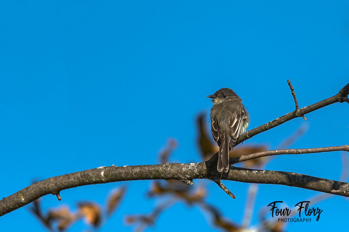 Eastern Phoebe - Anonymous