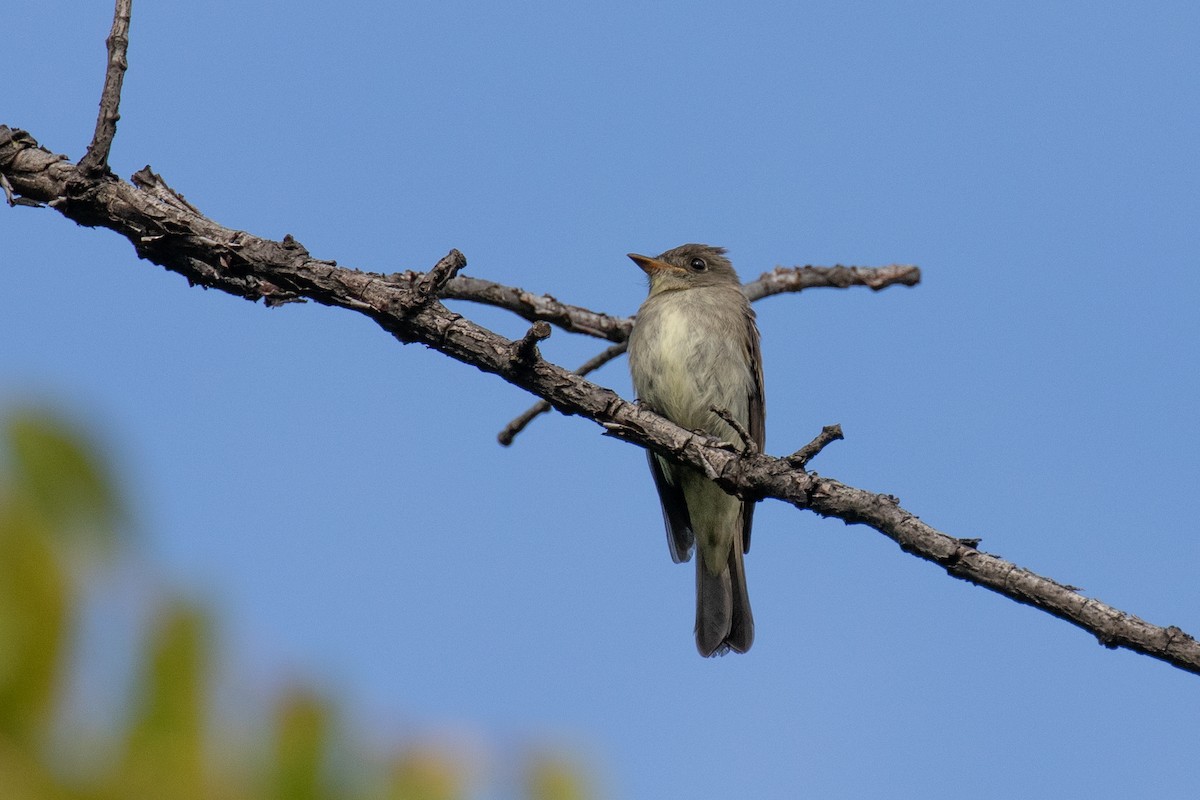 Eastern Wood-Pewee - Christine Mason