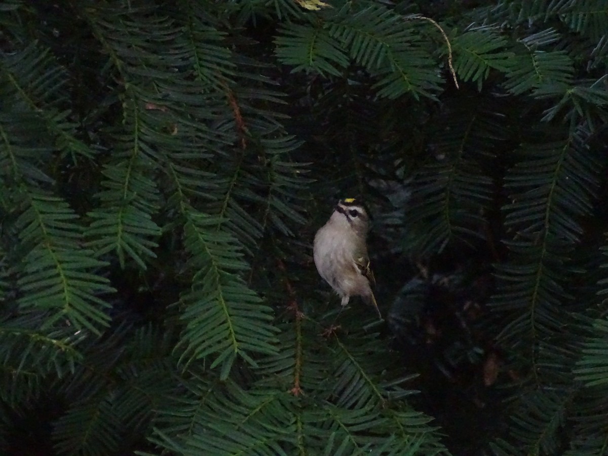 Golden-crowned Kinglet - ML264935021