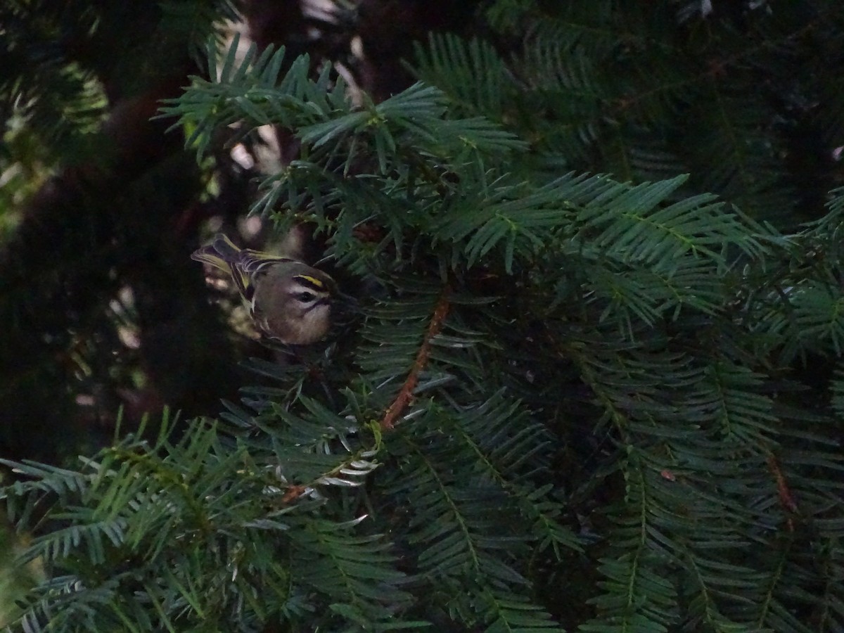 Golden-crowned Kinglet - ML264935031