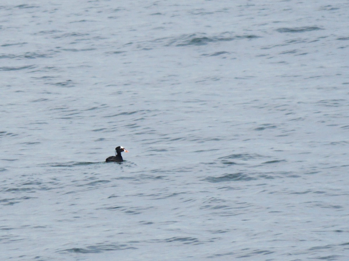 Surf Scoter - ML264935171