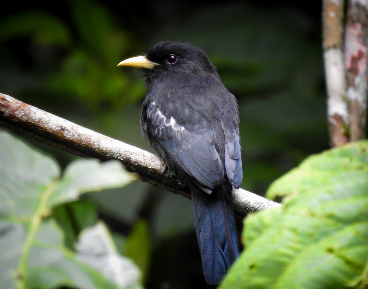 Yellow-billed Nunbird - ML264937221