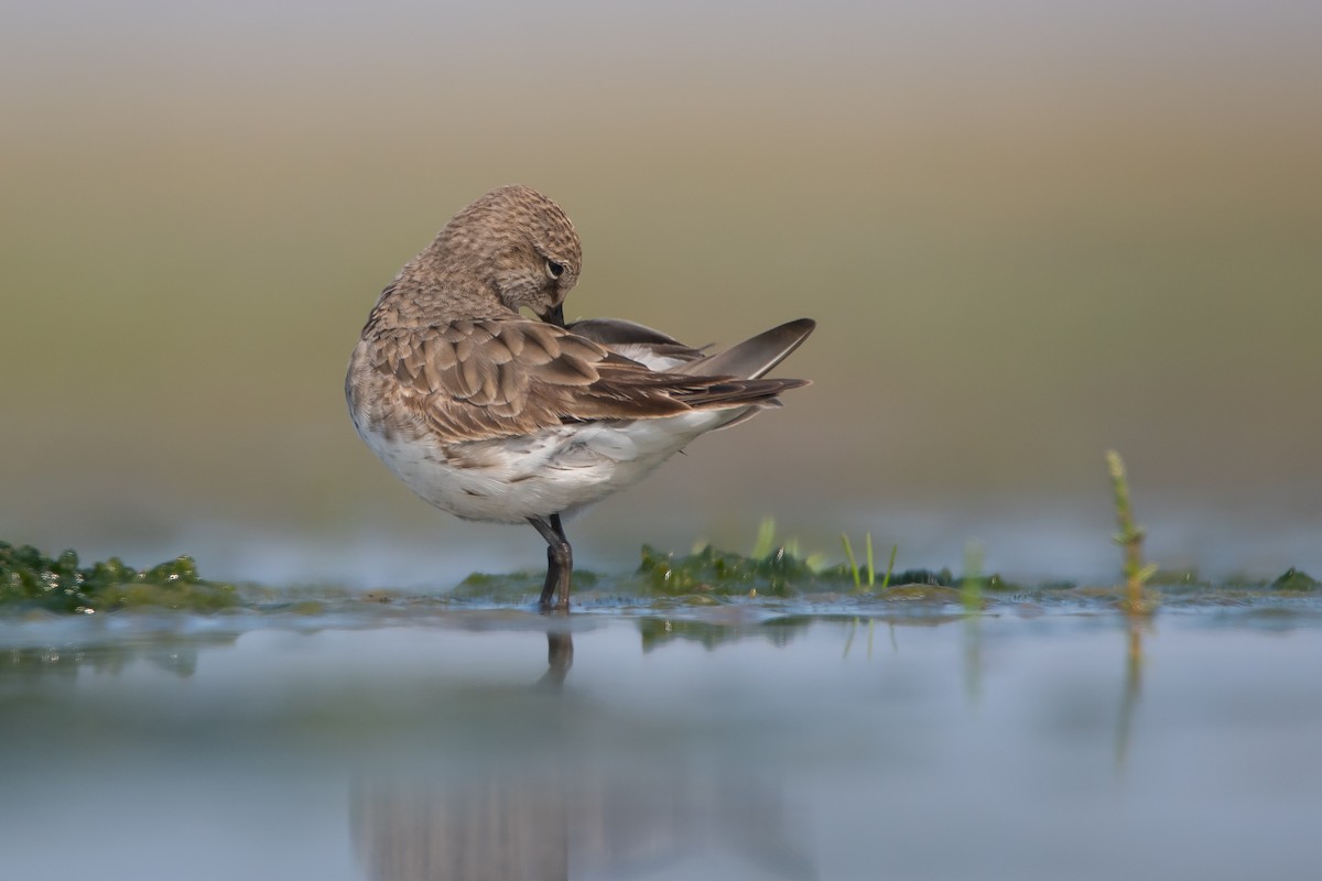 White-rumped Sandpiper - Pablo Re