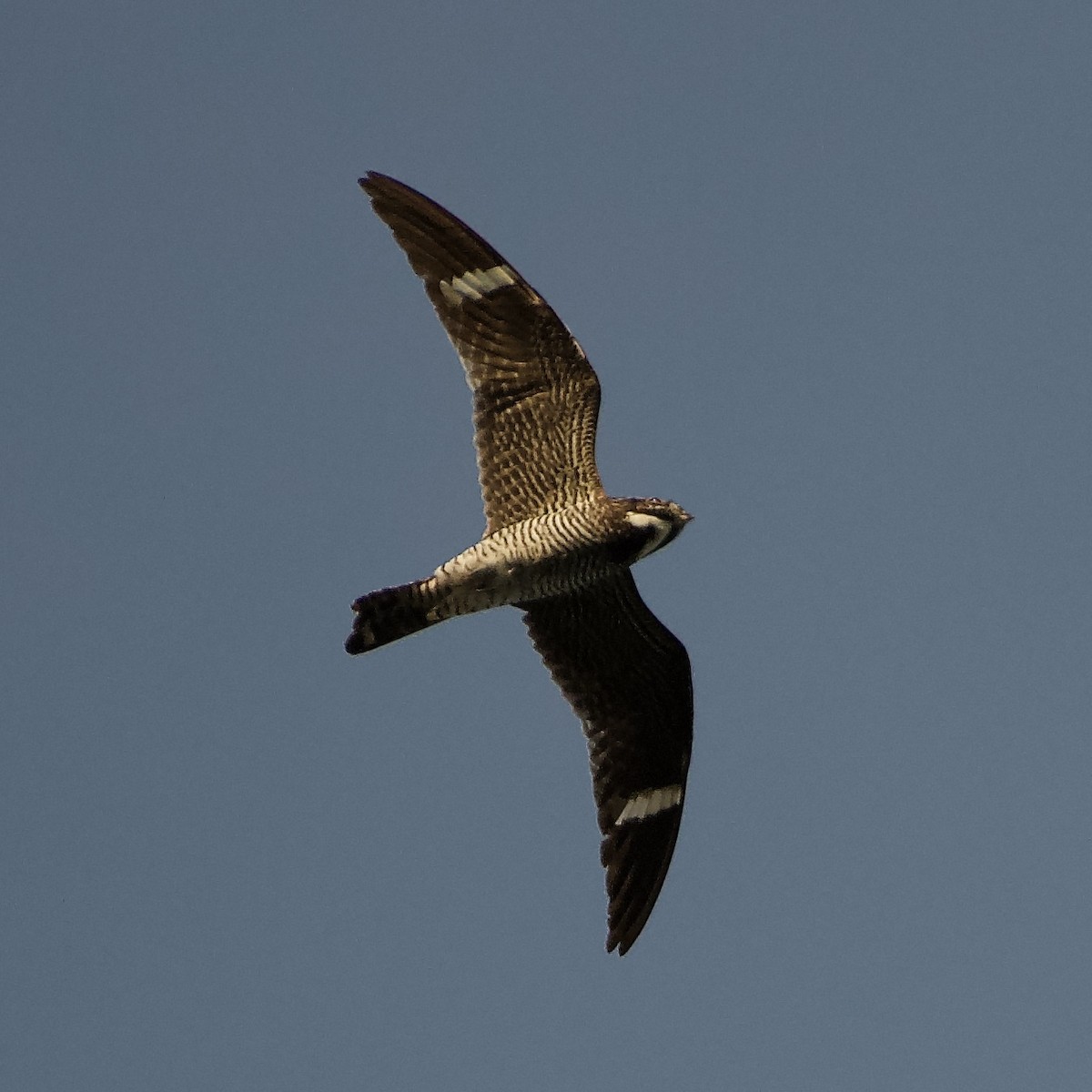 Common Nighthawk - ML264939071