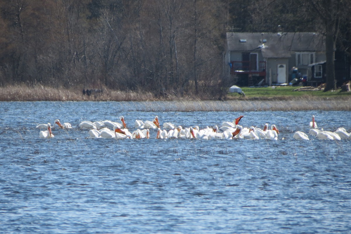 American White Pelican - ML26493911