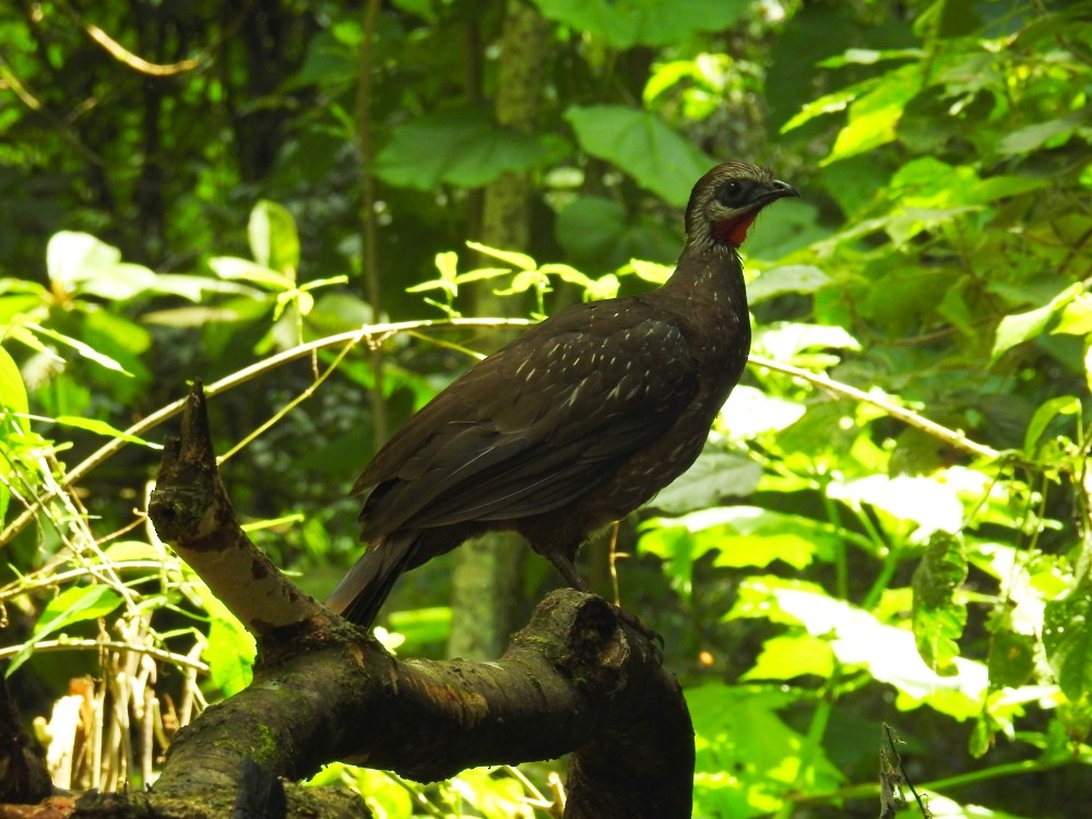 Band-tailed Guan - ML264939141