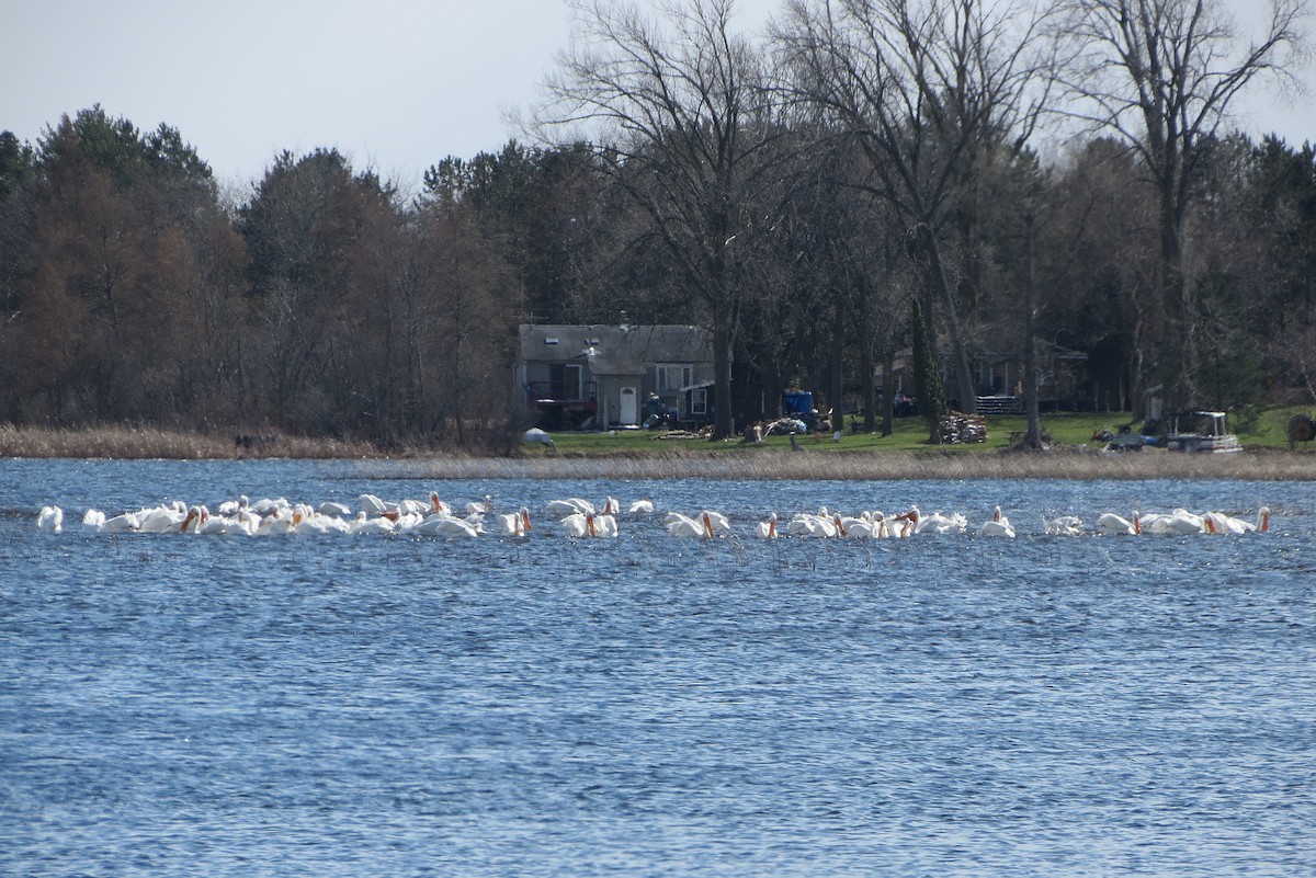 American White Pelican - ML26493921