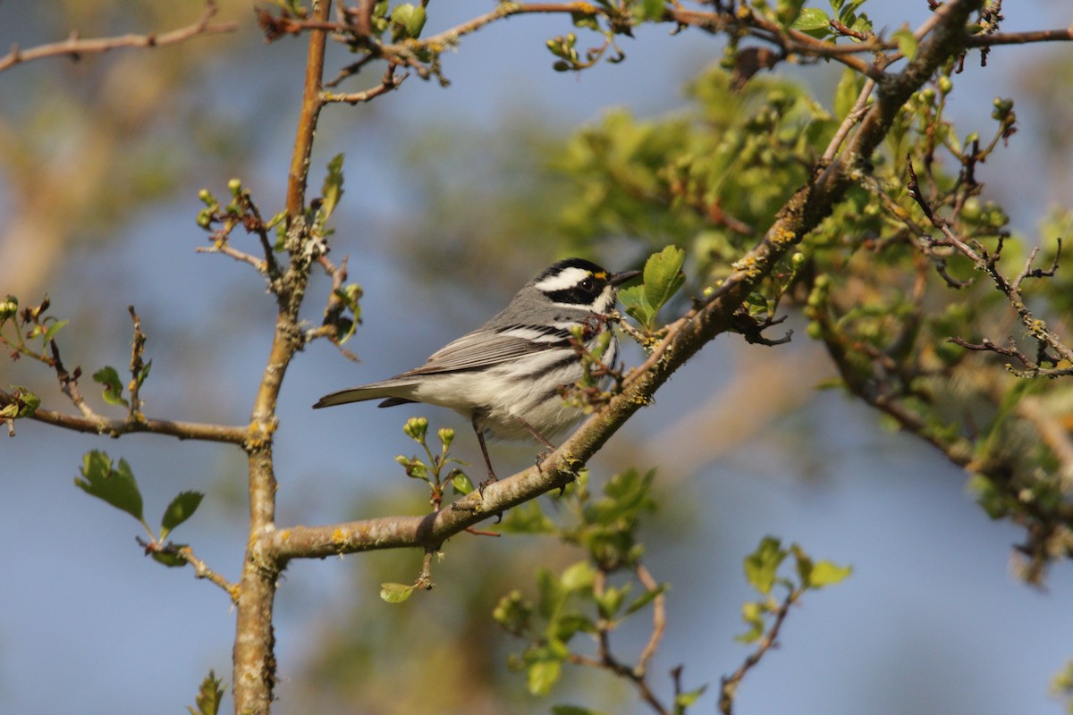 Black-throated Gray Warbler - ML26494121